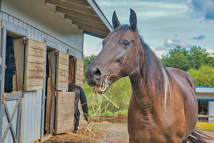 balade a cheval dans la drome