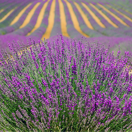 champ de lavande drome provencale