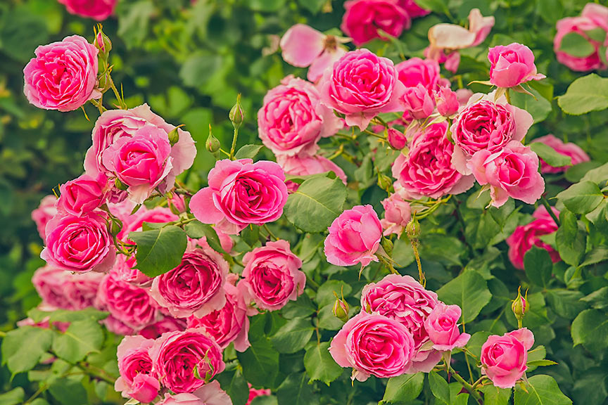 die alten Rosen von Grignan