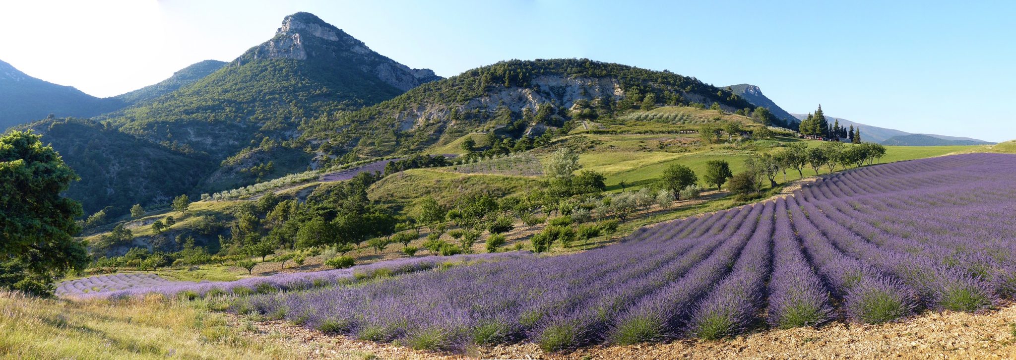 2012 07 07 lavandestferreoldomainetardieu cr