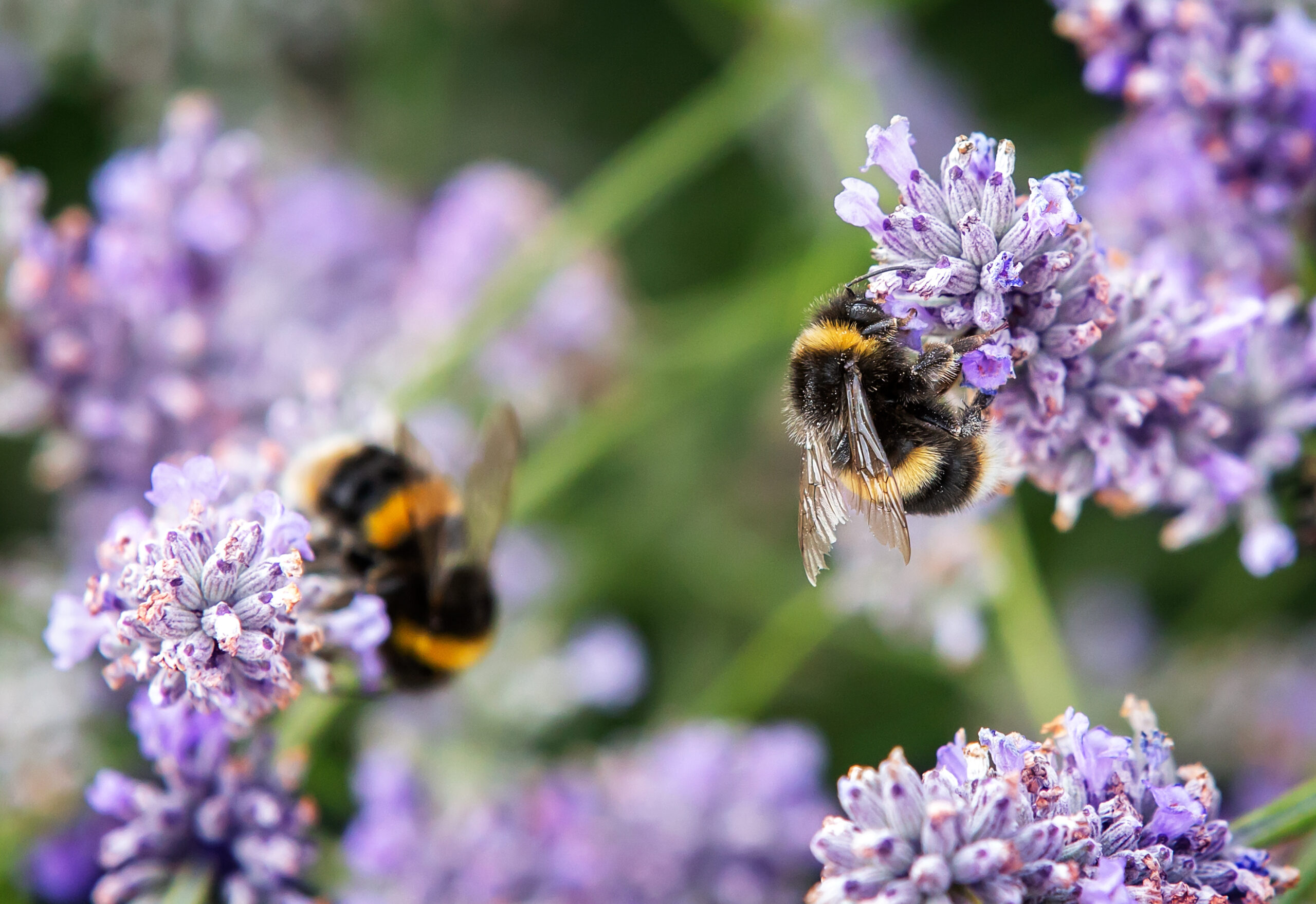 Close up of bumblebee collecting pollen and nectar, second bee i