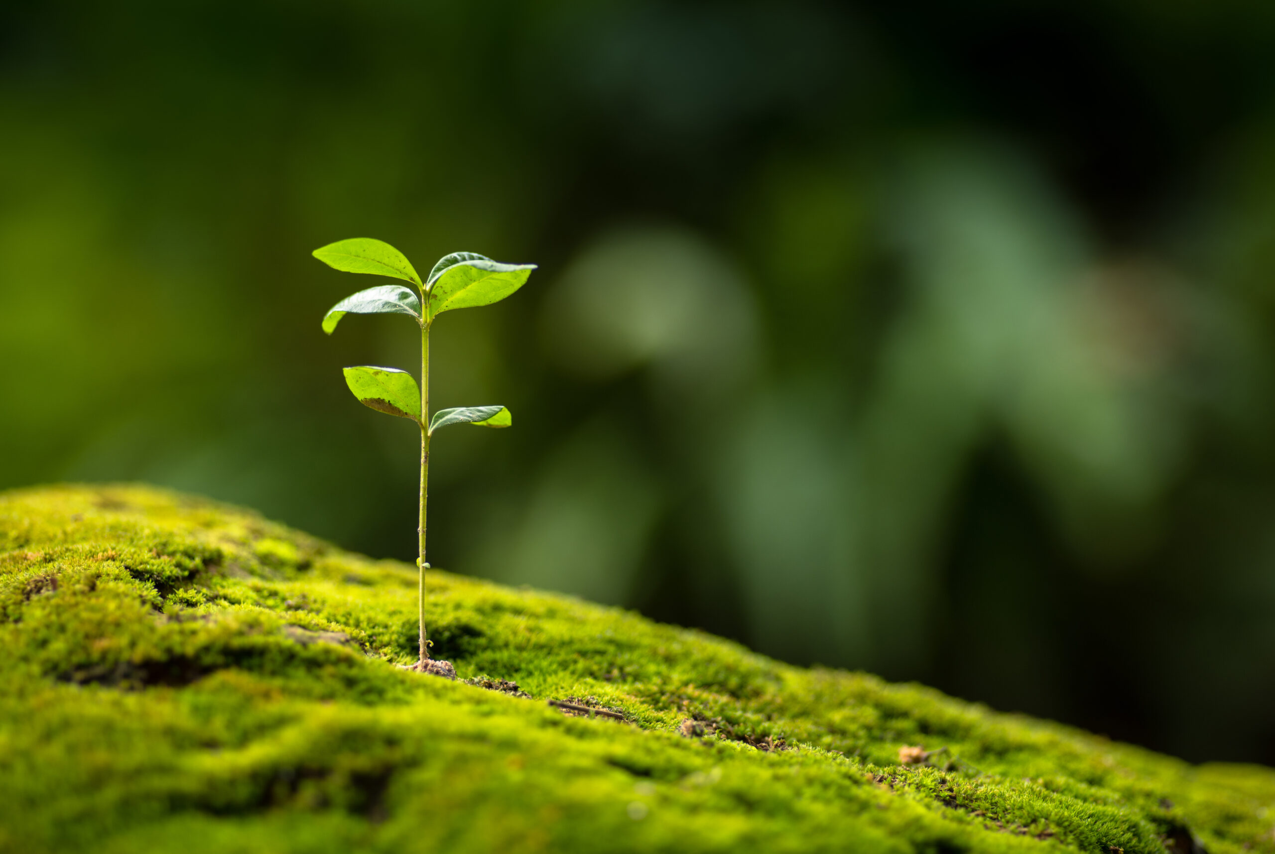 Close up Young plant growing over green background